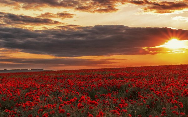 Zakat-pole-maki-cvety