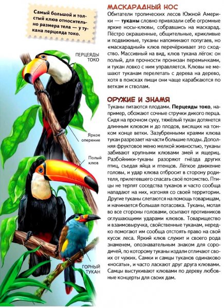 Туканы