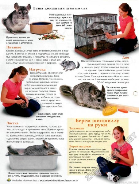 Ваша домашняя шиншилла