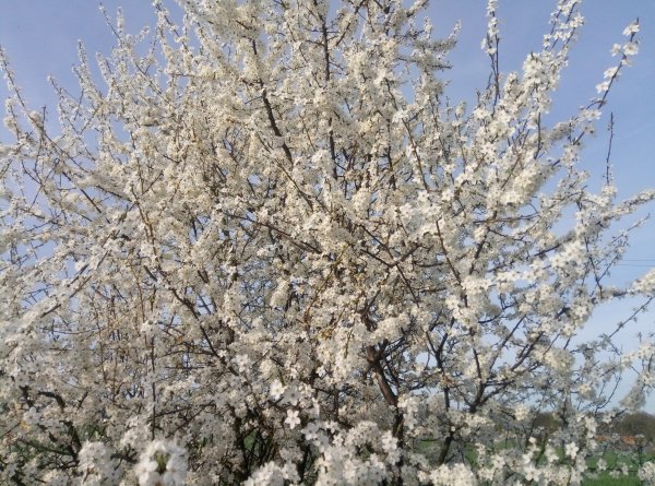 Cherry Plum Blossoms 2024 5