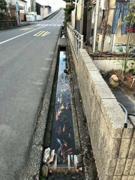 picture_237256778