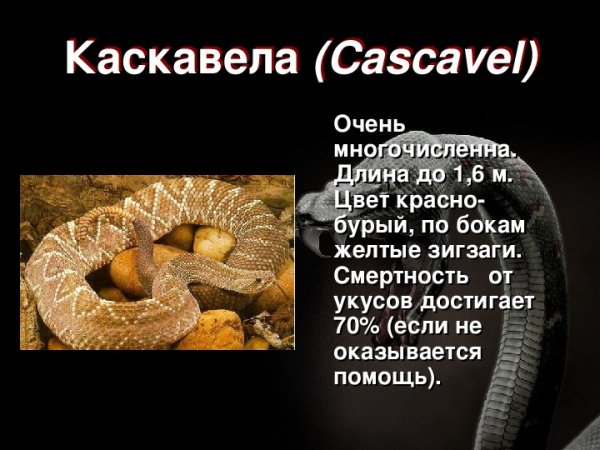 Каскавела