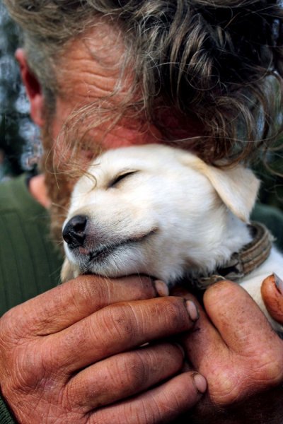 R3L8T8D-650-homeless-dogs-and-ow