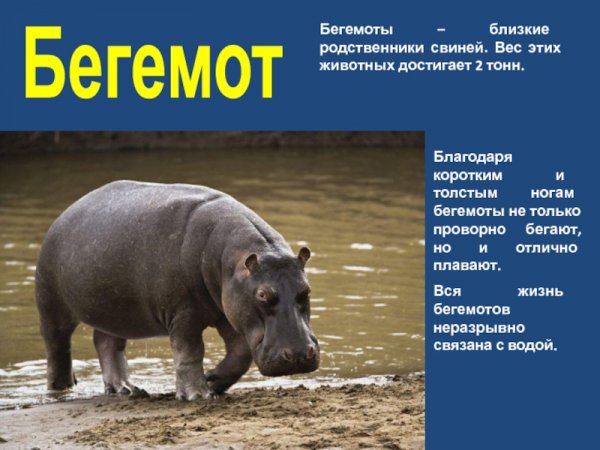 Бегемот