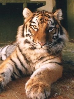 Sever Ru-animals 041