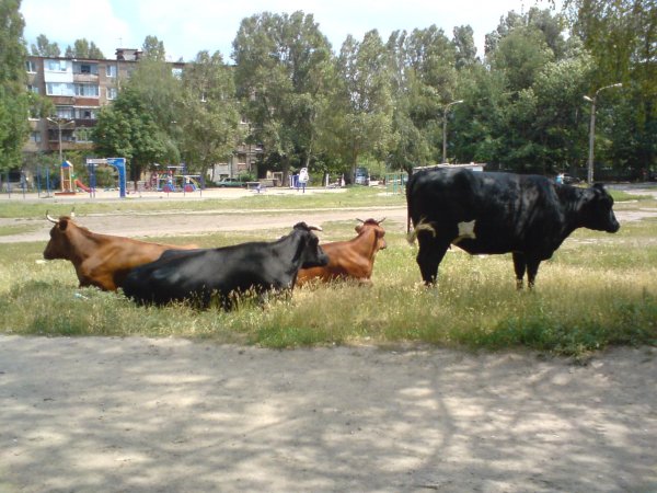 Городская пастораль