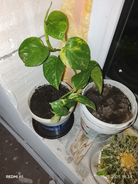 Сциндапсус