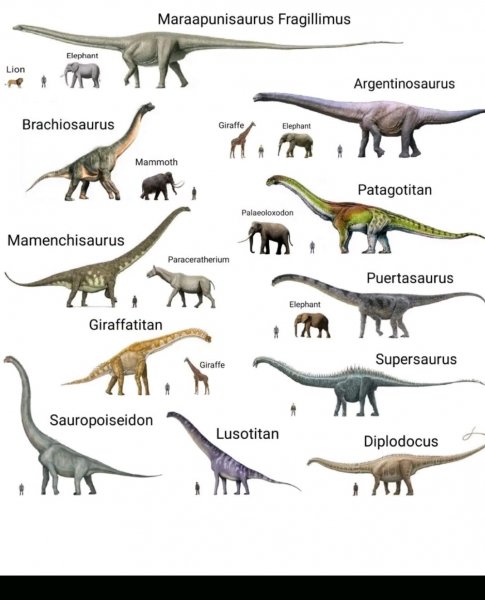 Человек размеры