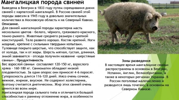 "Мангалицкая"