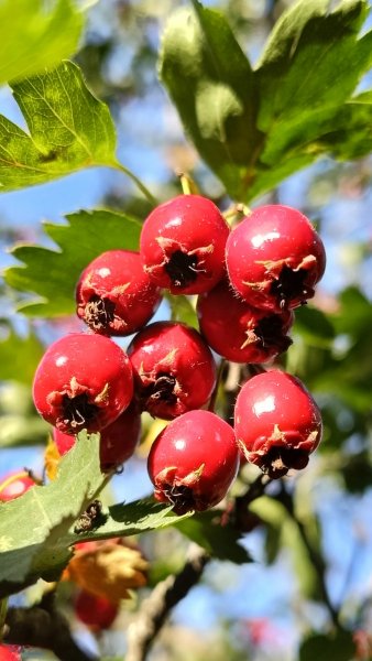 Боярышник красно кровавый
