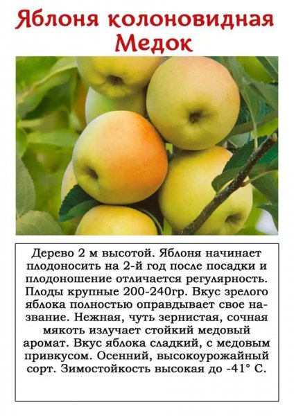 Яблоня колоновидная Медок