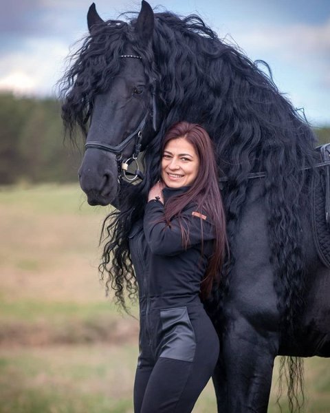 Friesians lovers!
