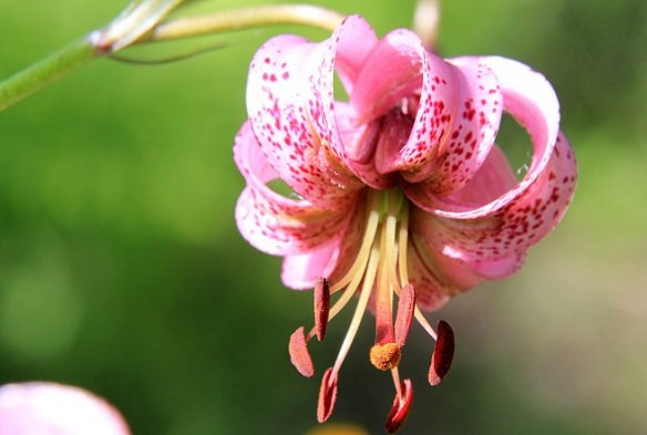 Liliya-kudrevataya