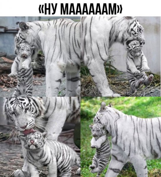 Samye-smeshnye-memy-iz-interneta-prikoly-v-kartinkah-4