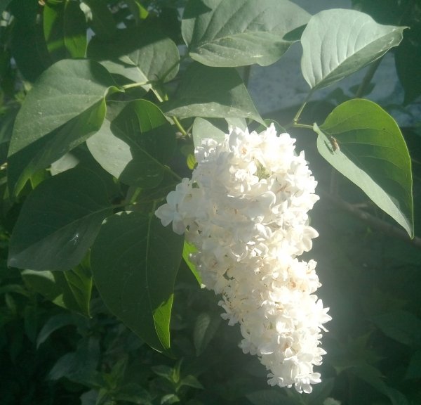 White syringa in the morning 4