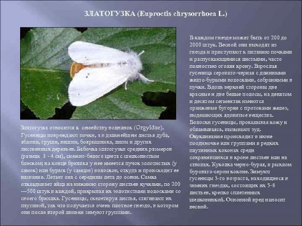 Златогузка