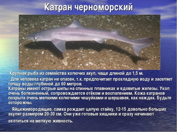 Катран черноморский