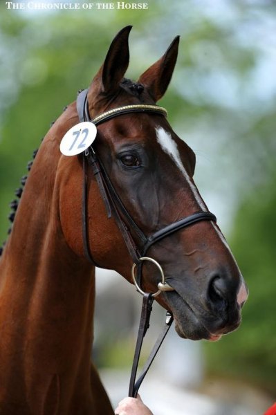 Красавец!!! Horses love