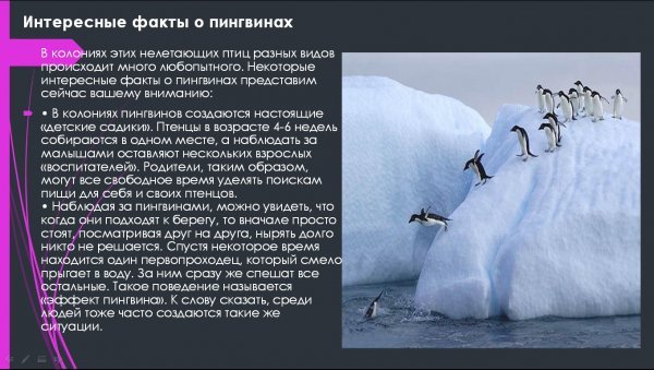О пингвинах