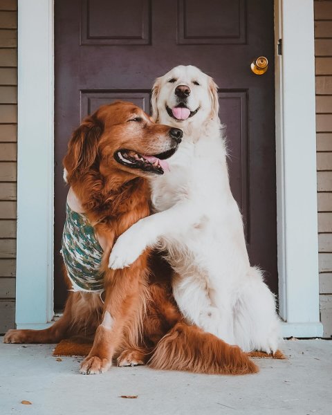 MEDIA # OF DOG