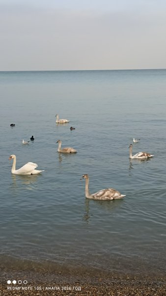 Анапа. Лебеди на галечном пляже