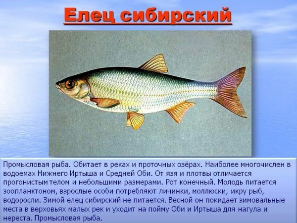Елец сибирский