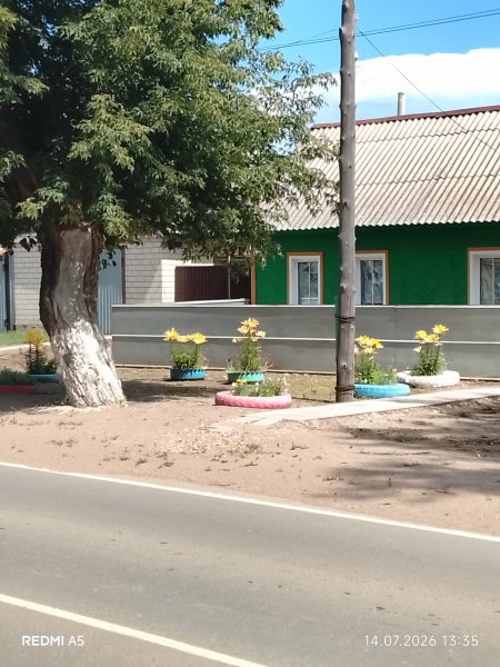 Посажены лилии возле дома