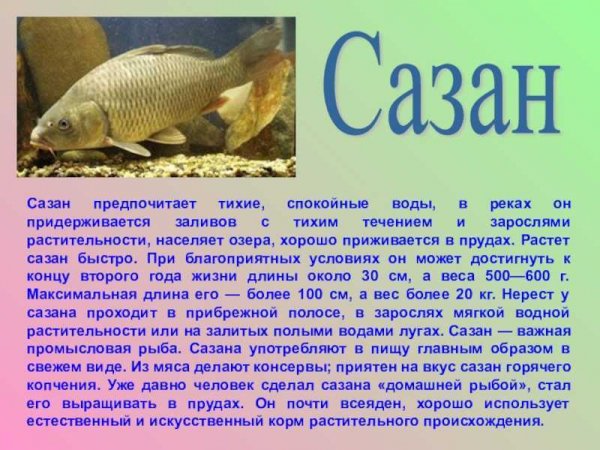 Сазан