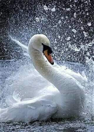 FB IMG 1539489409898