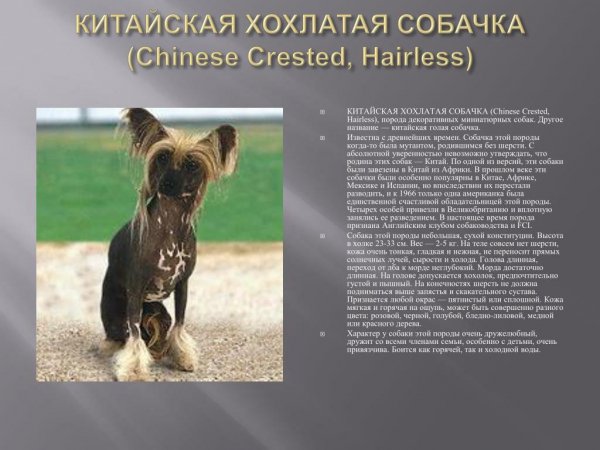 Китайская хохлатая собачка