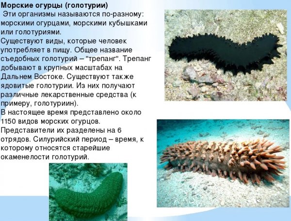 Morskie-ogurczy-ili-goloturii