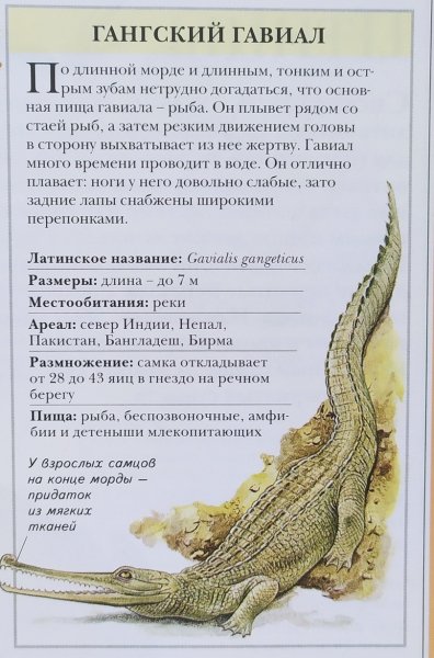 Ганский гавиал