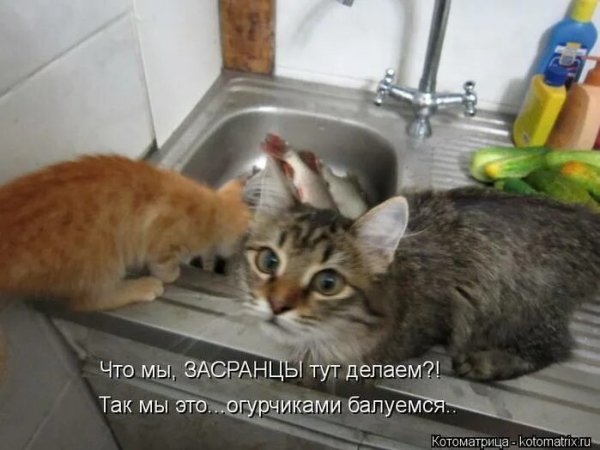 Огурчиками балуемся...