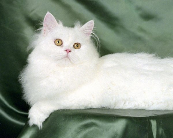 cindy-the-cat-wallpapers 2