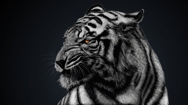 White-tiger-digital-art-4k 922@5@m