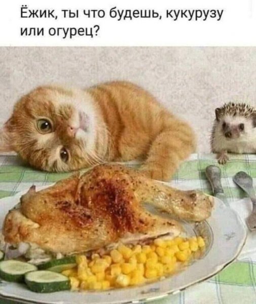 КотЭ)