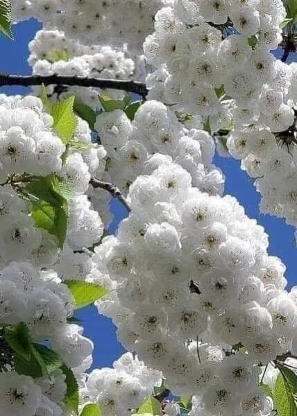 Сакура