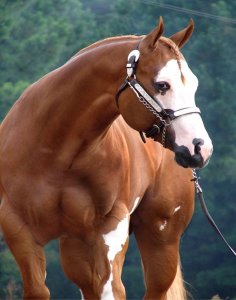 Красавец мощный horses love!