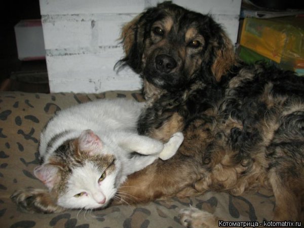 Рыся и Тоша