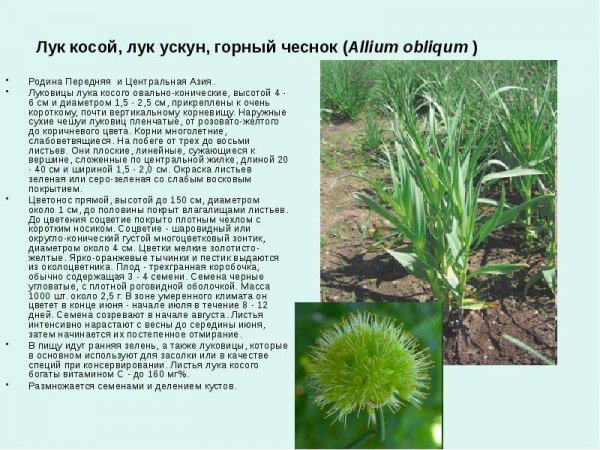 Горный чеснок