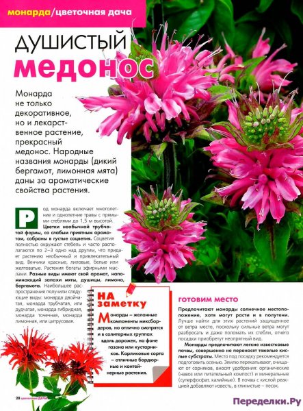 Монарда