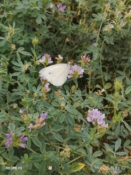 picture_396361893