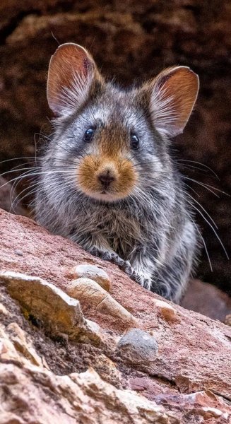 43faf0539dd241a80b66f307fa5c725b