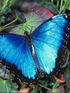 Insects 062