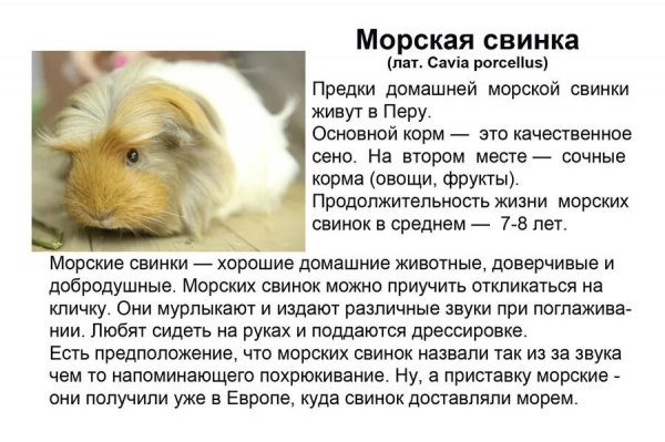 Морские свинки