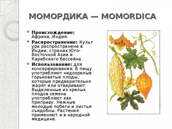 Момордика