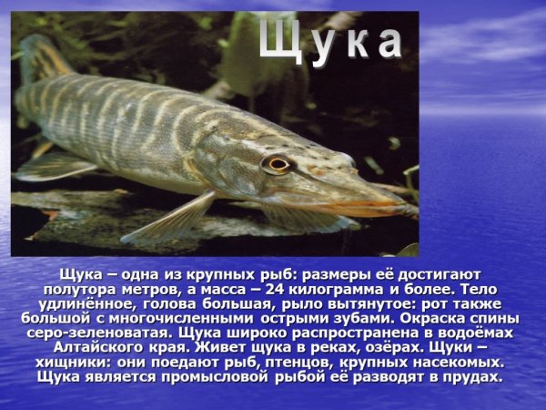 Щука