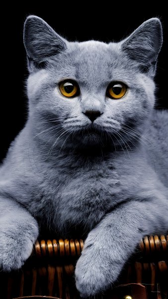Британская короткошёрстная