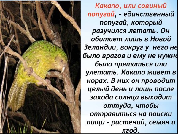 Какапо