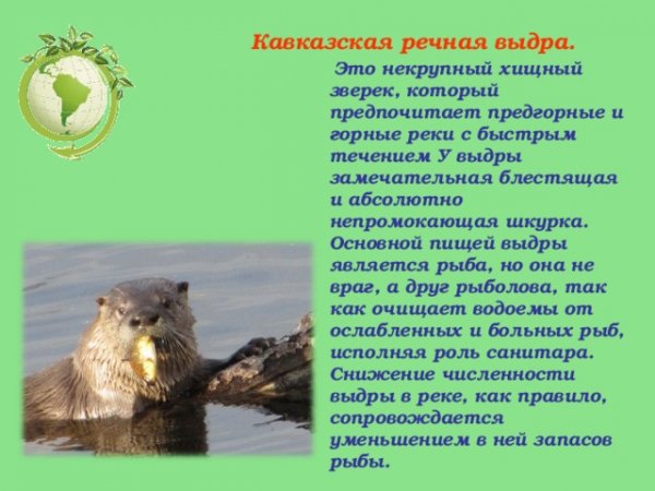 Кавказская речная выдра